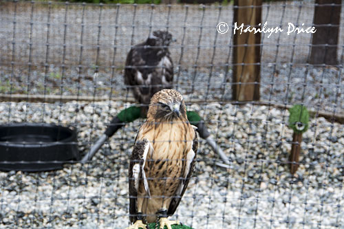 Red Hawk, Alaska Raptor Center, Sitka, AK