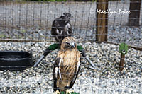 Red Hawk, Alaska Raptor Center, Sitka, AK