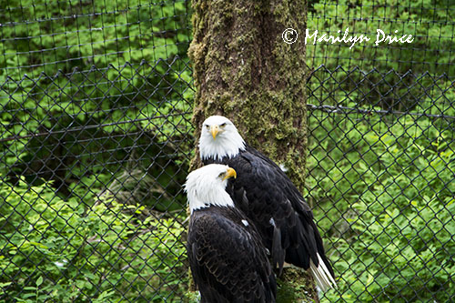 Bald Eagles, Alaska Raptor Center, Sitka, AK