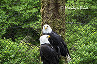 Bald Eagles, Alaska Raptor Center, Sitka, AK