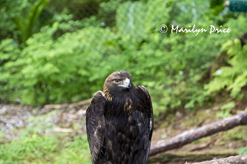 Golden Eagle, Alaska Raptor Center, Sitka, AK