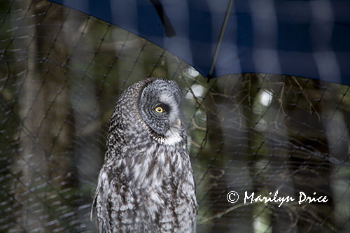 Boris, the barn owl, Alaska Raptor Center, Sitka, AK