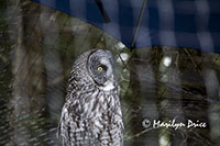 Boris, the barn owl, Alaska Raptor Center, Sitka, AK