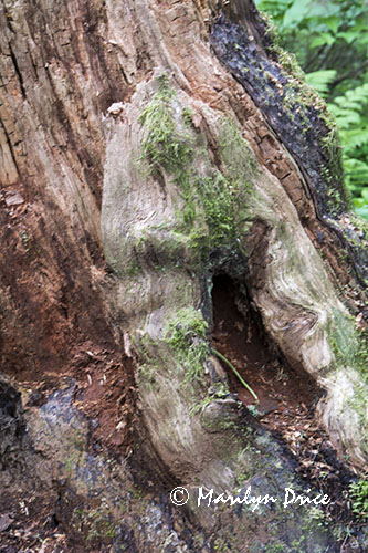 Tree trunk detail, Sitka National Historical Park, Sitka, AK