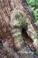 Tree trunk detail, Sitka National Historical Park, Sitka, AK