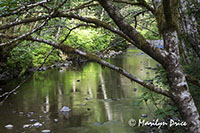 Indian River, Sitka National Historical Park, Sitka, AK