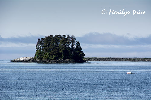 Island in Sitka Bay, Sitka, AK