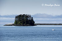 Island in Sitka Bay, Sitka, AK