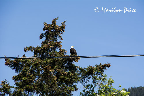 Bald Eagle in a tree, Sitka, AK