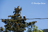 Bald Eagle in a tree, Sitka, AK