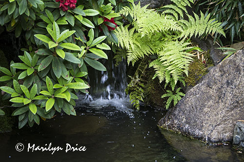 Japanese Garden, Butchart Gardens, Victoria, BC