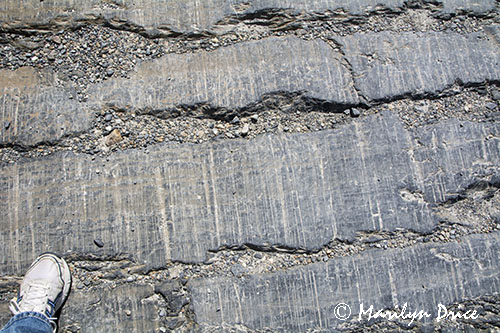 Glacier scarred rocks, Columbia Ice Fields, Icefields Parkway, AB