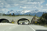 Wildlife crossover over the highway, Icefields Parkway, AB