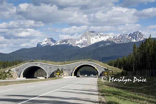 Wildlife crossover over the highway, Icefields Parkway, AB