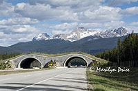 Wildlife crossover over the highway, Icefields Parkway, AB