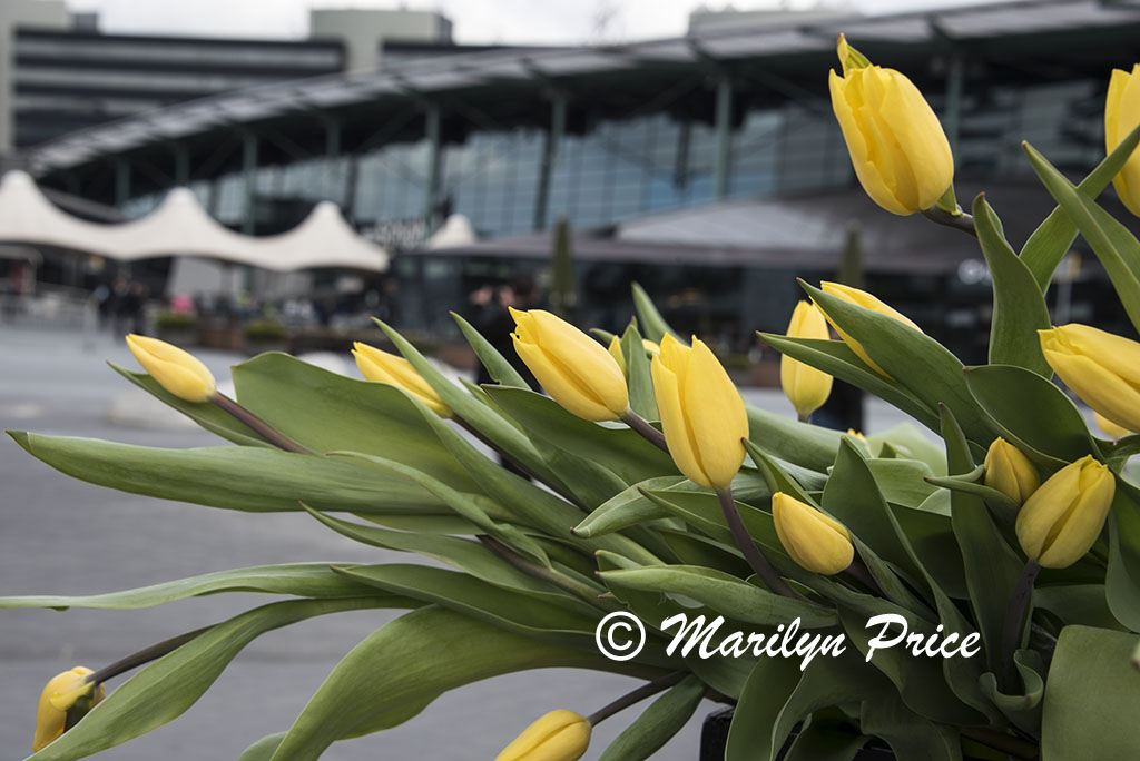 Display of yellow tulips at the airport, Amsterdam, Netherlands
