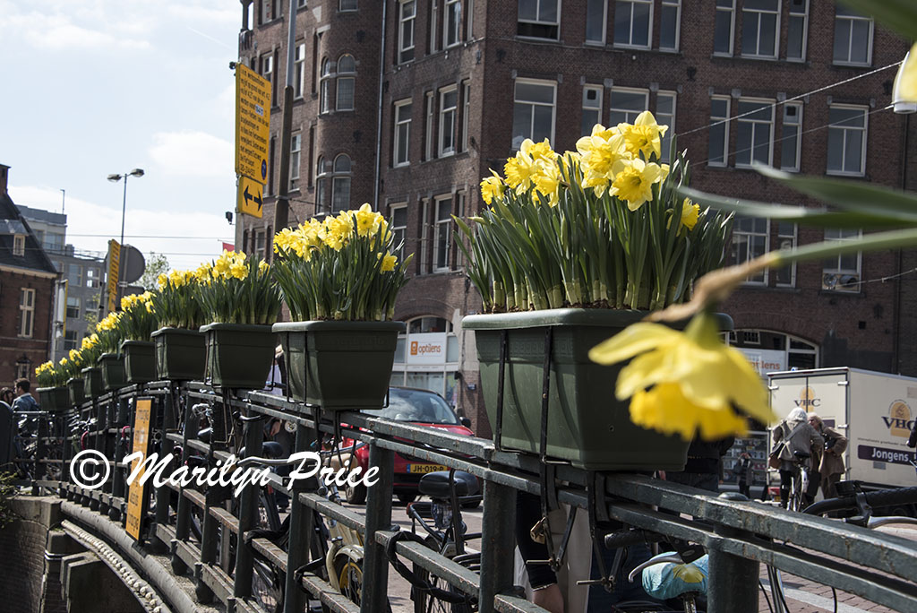 Daffodils on a bridge railing, Amsterdam, Netherlands