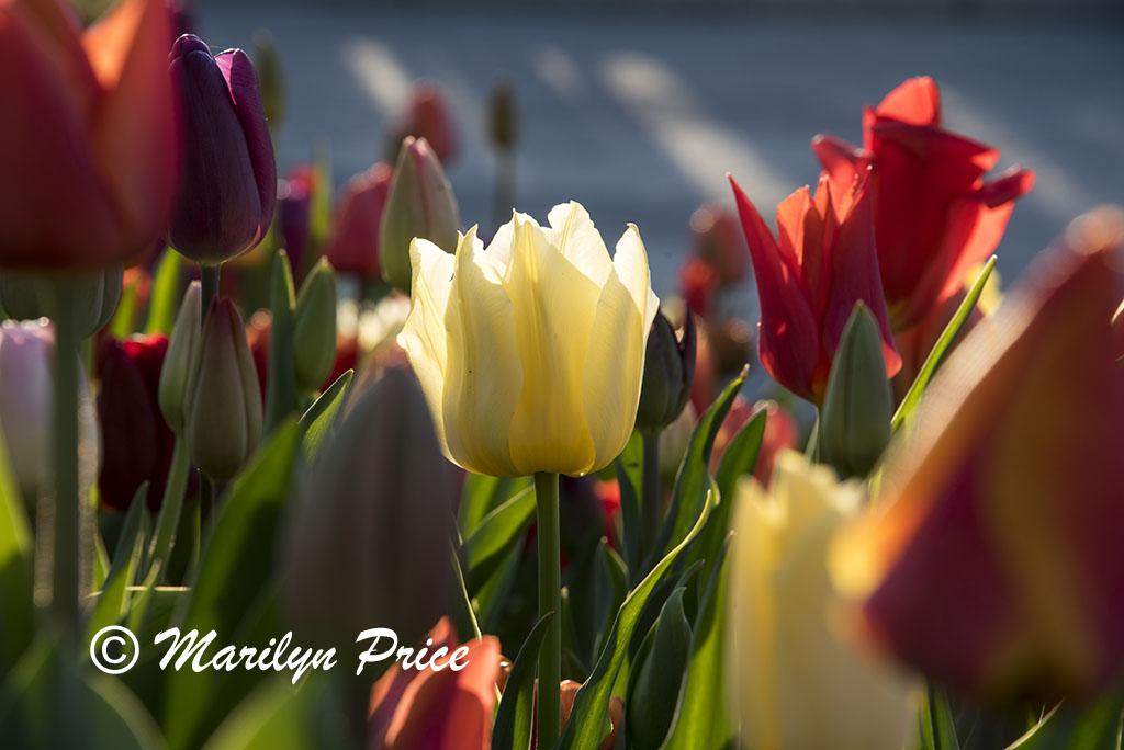 Tulips, Keukenhof Gardens, Netherlands