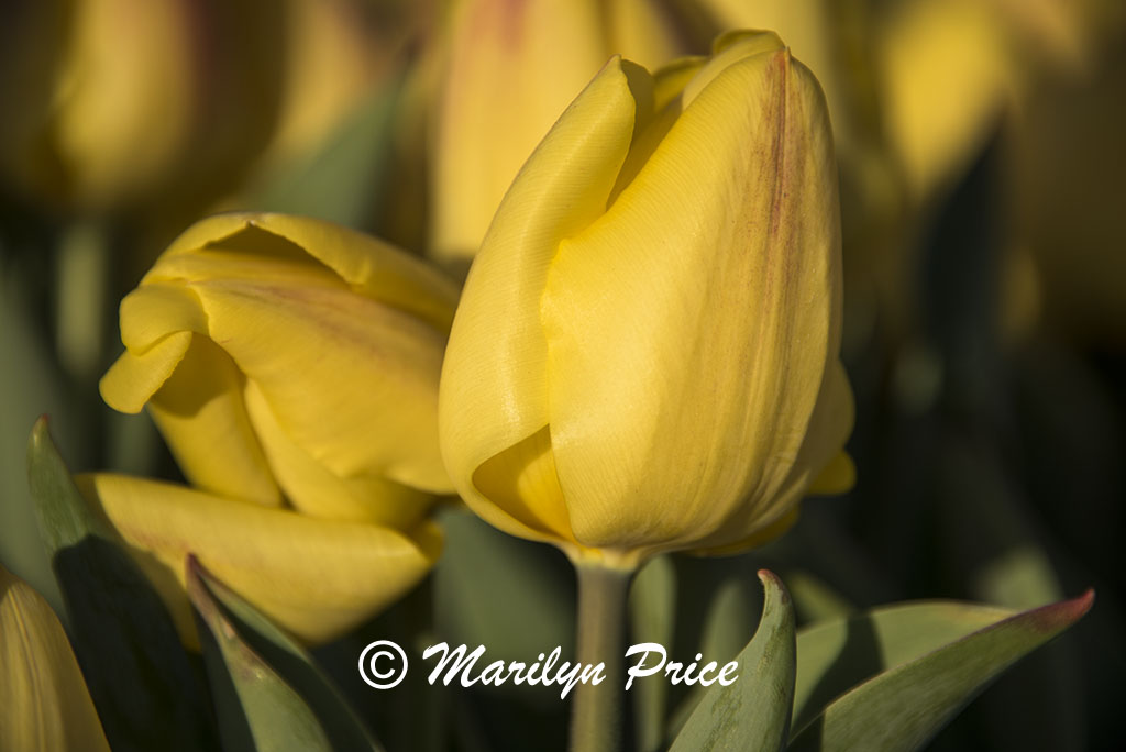 Tulips, Keukenhof Gardens, Netherlands