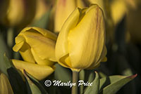 Tulips, Keukenhof Gardens, Netherlands