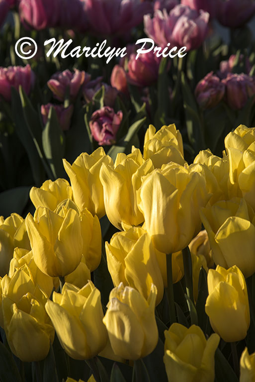Tulips, Keukenhof Gardens, Netherlands