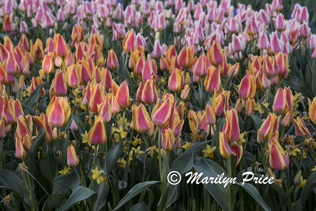 Tulip flower bed, Keukenhof Gardens, Netherlands