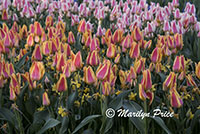 Tulip flower bed, Keukenhof Gardens, Netherlands