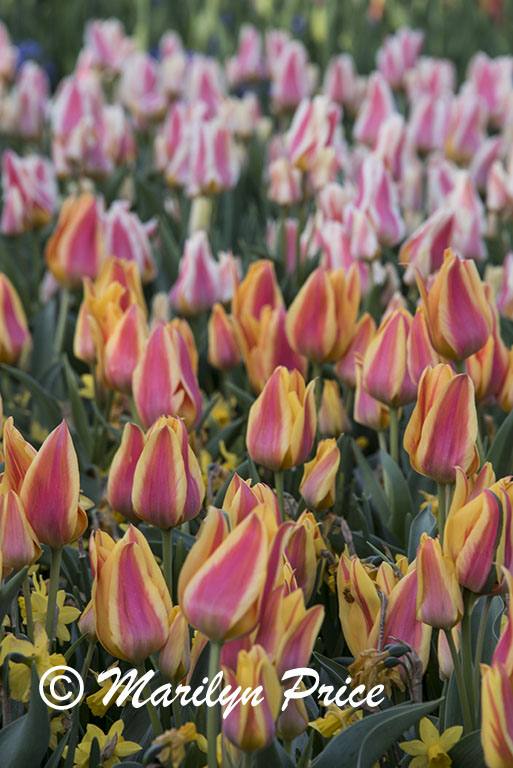 Tulip flower bed, Keukenhof Gardens, Netherlands