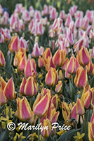 Tulip flower bed, Keukenhof Gardens, Netherlands