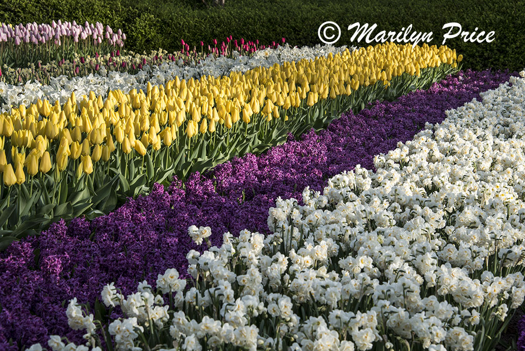 Tulip flower bed, Keukenhof Gardens, Netherlands
