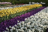 Tulip flower bed, Keukenhof Gardens, Netherlands