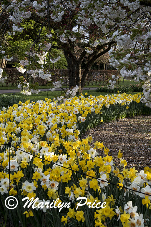 Daffodils and cherry tree, Keukenhof Gardens, Netherlands