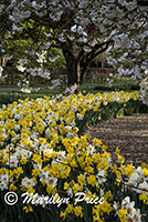Daffodils and cherry tree, Keukenhof Gardens, Netherlands