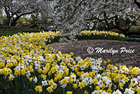 Daffodils and cherry tree, Keukenhof Gardens, Netherlands