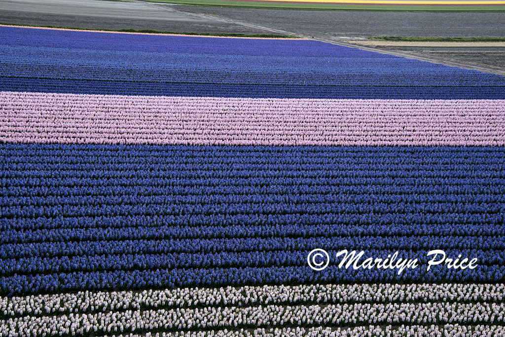 Fields of hyacinths, Keukenhof Gardens, Netherlands