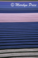 Fields of hyacinths (abstract), Keukenhof Gardens, Netherlands