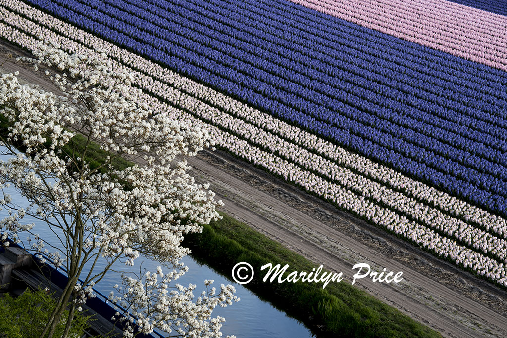 Fields of hyacinths, Keukenhof Gardens, Netherlands