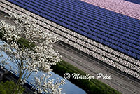 Fields of hyacinths, Keukenhof Gardens, Netherlands