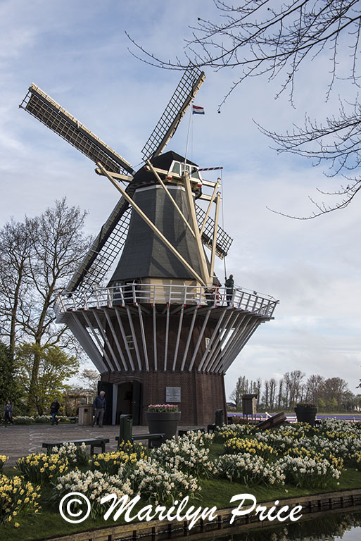 Windmill and daffodils, Keukenhof Gardens, Netherlands