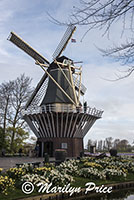 Windmill and daffodils, Keukenhof Gardens, Netherlands