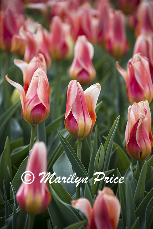 Tulips, Keukenhof Gardens, Netherlands