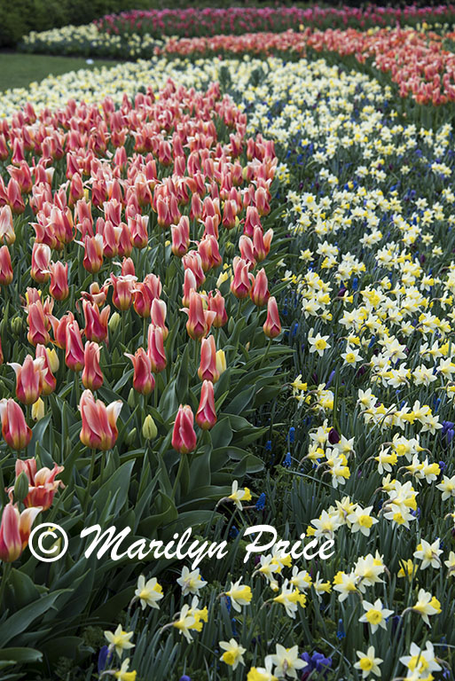 Flower bed of tulips, daffodils, and grape hyacinths, Keukenhof Gardens, Netherlands