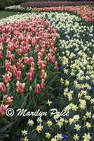 Flower bed of tulips, daffodils, and grape hyacinths, Keukenhof Gardens, Netherlands