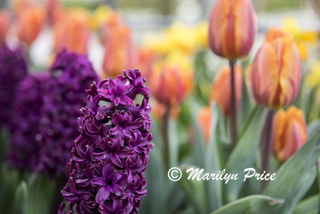 Planter box with hyacinths, tulips, and daffodils, Keukenhof Gardens, Netherlands