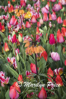 Flower bed of mixed spring bulbs including fritillarias and tulips, Keukenhof Gardens, Netherlands