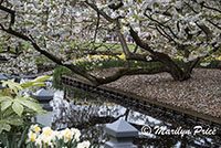 Cherry tree and stream, Keukenhof Gardens, Netherlands