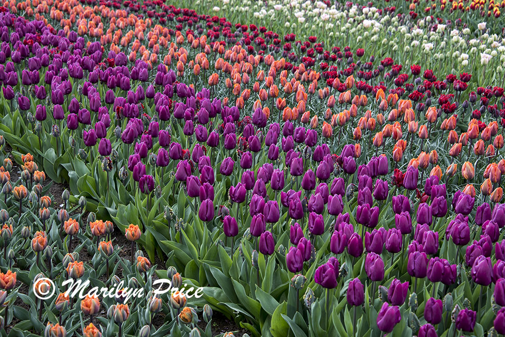 Tulip flower bed, Keukenhof Gardens, Netherlands
