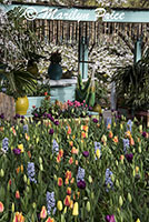 Flower bed of mixed spring bulbs including hyacinths and tulips with tropical display (including hammock), Keukenhof Gardens, Netherlands