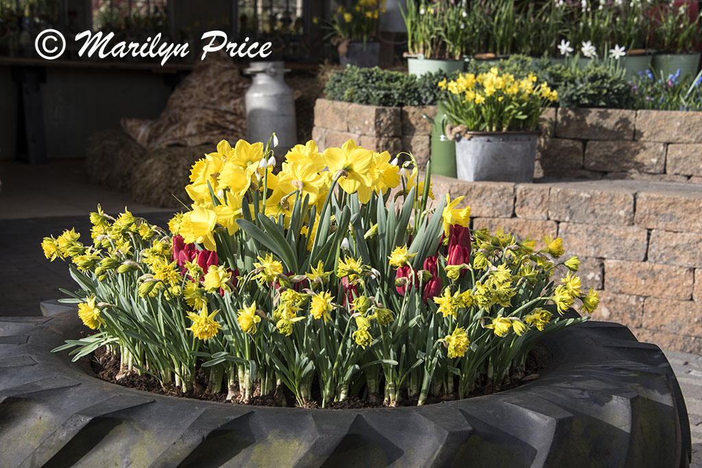 'Farm' area with daffodils and tulips in a tire planter, Keukenhof Gardens, Netherlands