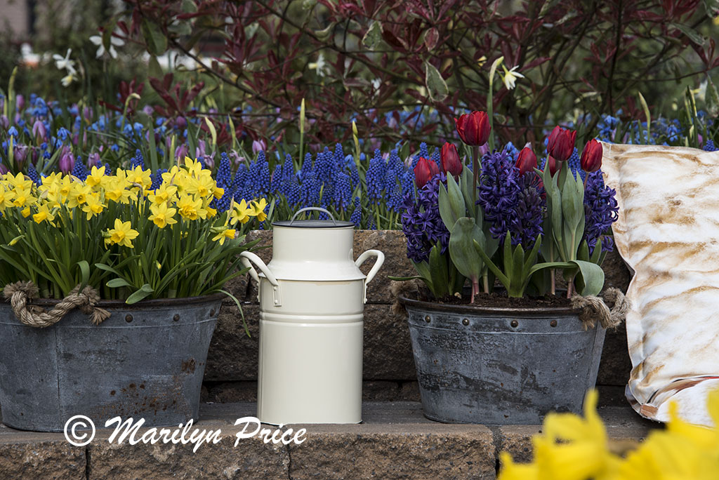 'Farm' area with daffodils and tulips in metal buckets, Keukenhof Gardens, Netherlands